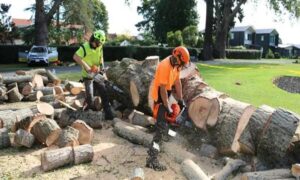 The Ultimate Guide to Professional Tree Services in Tauranga What You Need to Know
