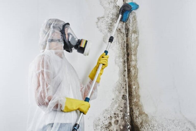 How to Discover the Significance of Expert Mold Removal Service