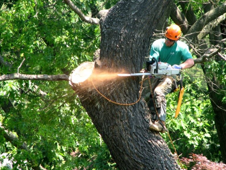 Case Studies Transformative Impacts of Toronto Tree Removal Projects