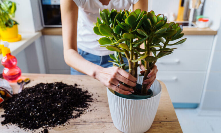 Attractive,,Smiling,European,Girl,Replanting,Flowers,At,Home,In,The