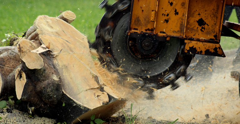 The-Art-of-Stump-Removal-Enhancing-Safety-and-Aesthetics-in-Torontos-Landscapes