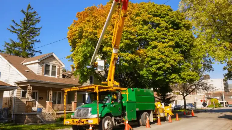 Tree removal-How to minimize impact and maximize benefit