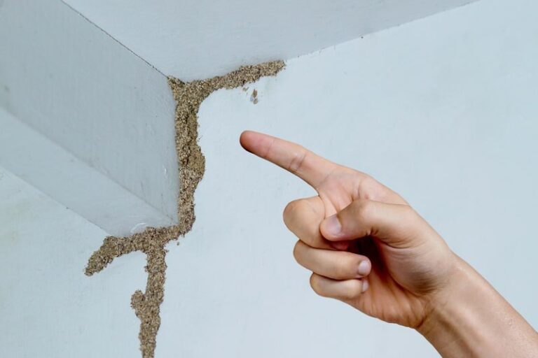 Top 5 Signs of Termite Infestation in Your Phoenix Home