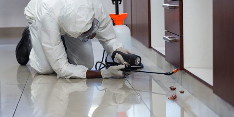 Professional Pest Control Services in Grenada