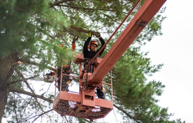 How Does Forester Tree Care Stand Out Among Tree Removal Services in Gun Barrel City