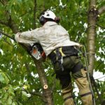 Bozeman-Tree-Services