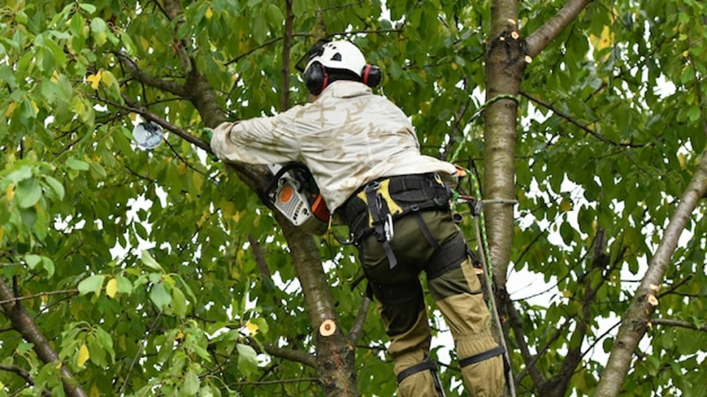 Bozeman-Tree-Services