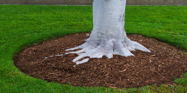 Mulch in Gold Coast Gardens: A Simple Way to Healthier Soil and Lush Growth