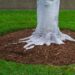 Mulch in Gold Coast Gardens: A Simple Way to Healthier Soil and Lush Growth